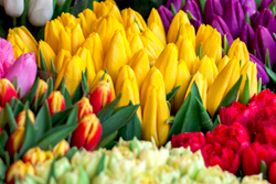 Beyond the Flowers and Chocolates of 1-800-FLOWERS.COM, Inc.