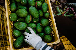 ‘Avocado Nation’ Helping Grow Avocados From Mexico Sales