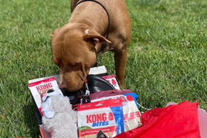 KONG Box Becomes King of Dog Toys and Treats | Q&A With Brandon Delgrosso, general manager of KONG Box.