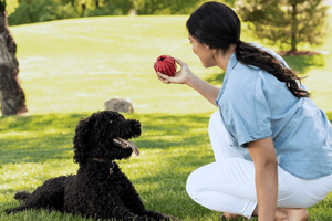 KONG Box Becomes King of Dog Toys and Treats