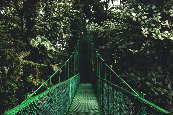 The Logo Jungle—The Newest Brand Challenge!