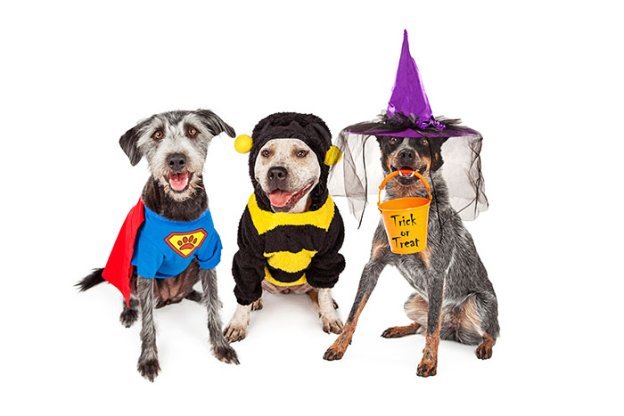PetSmart Brings Trick-or-Treat to the Animal Kingdom 