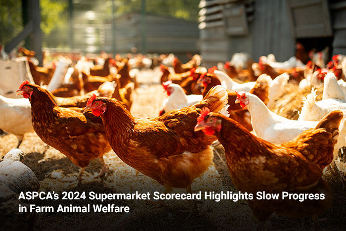 ASPCA’s 2024 Supermarket Scorecard Highlights Slow Progress in Farm Animal Welfare 