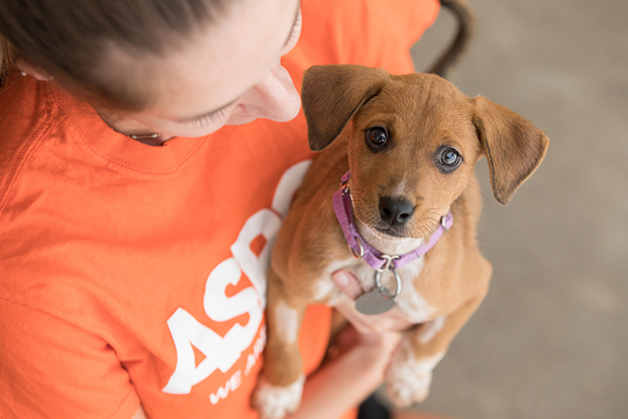 Subaru and the ASPCA Partner for a Unique Auto Show Experience 